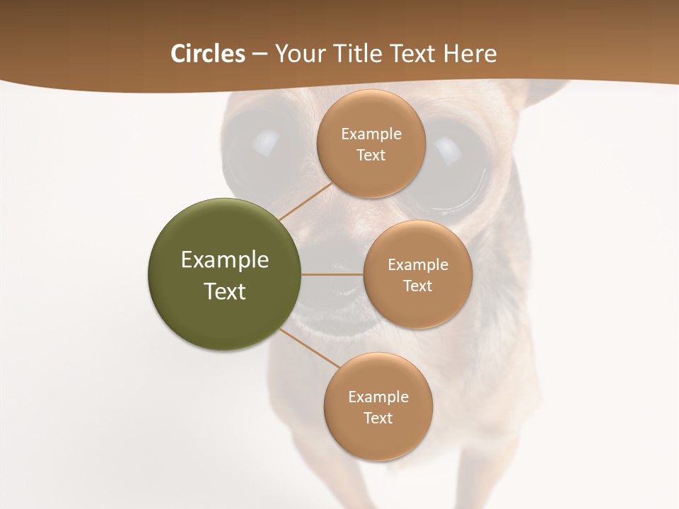 Chihuahua Funny Mutt PowerPoint Template