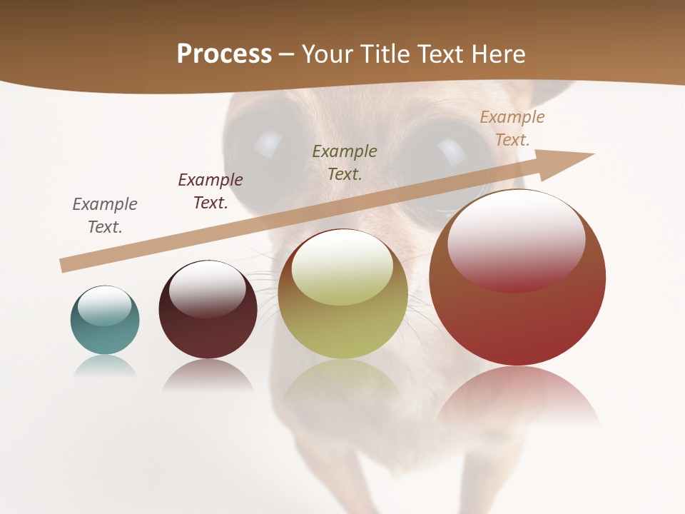 Chihuahua Funny Mutt PowerPoint Template