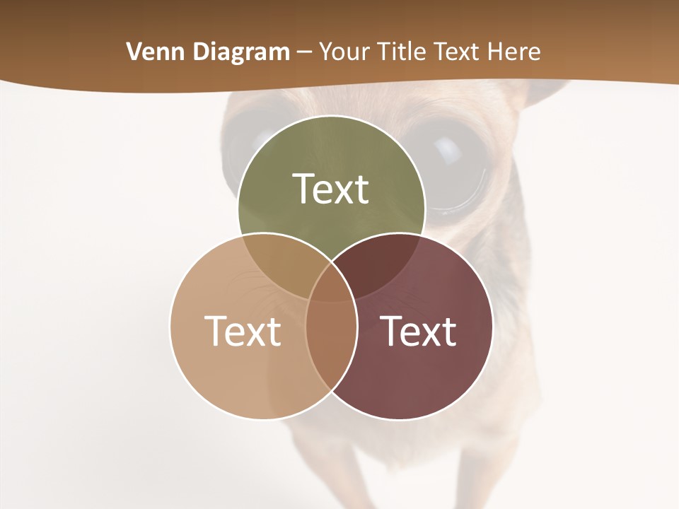 Chihuahua Funny Mutt PowerPoint Template