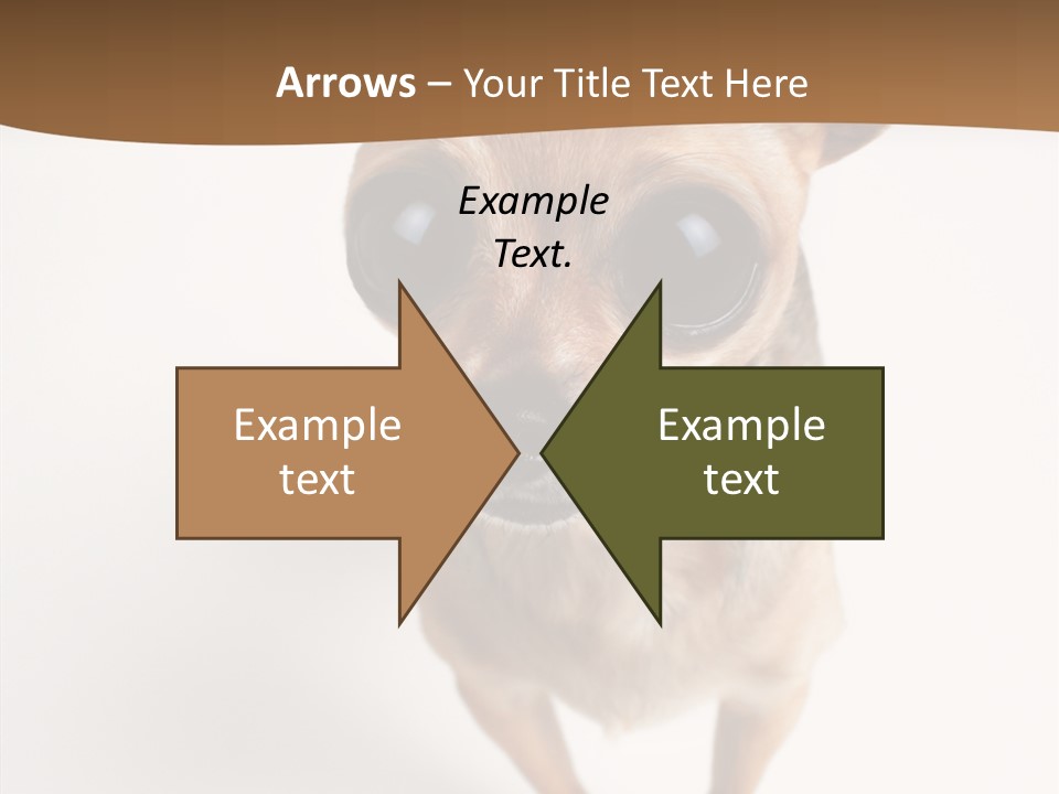 Chihuahua Funny Mutt PowerPoint Template