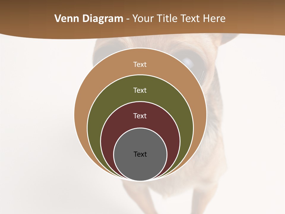 Chihuahua Funny Mutt PowerPoint Template