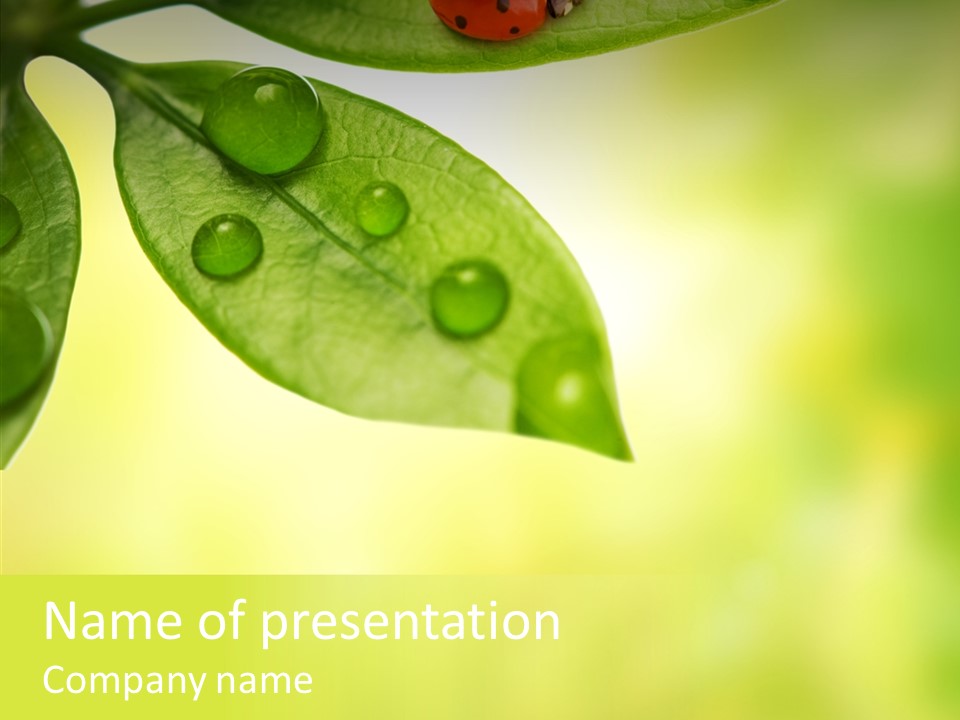 Biology Natural Ladybug PowerPoint Template