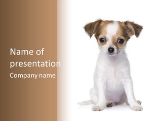 Doggy Minuscule Shot PowerPoint Template