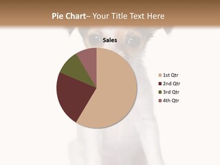 Doggy Minuscule Shot PowerPoint Template