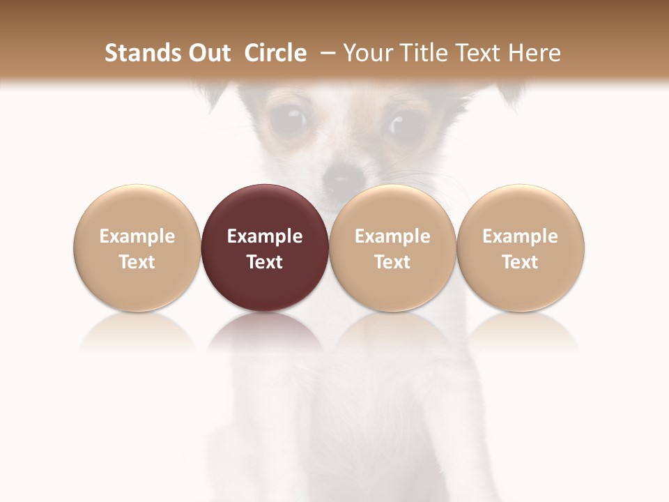 Doggy Minuscule Shot PowerPoint Template