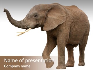 White Elephant Animal PowerPoint Template