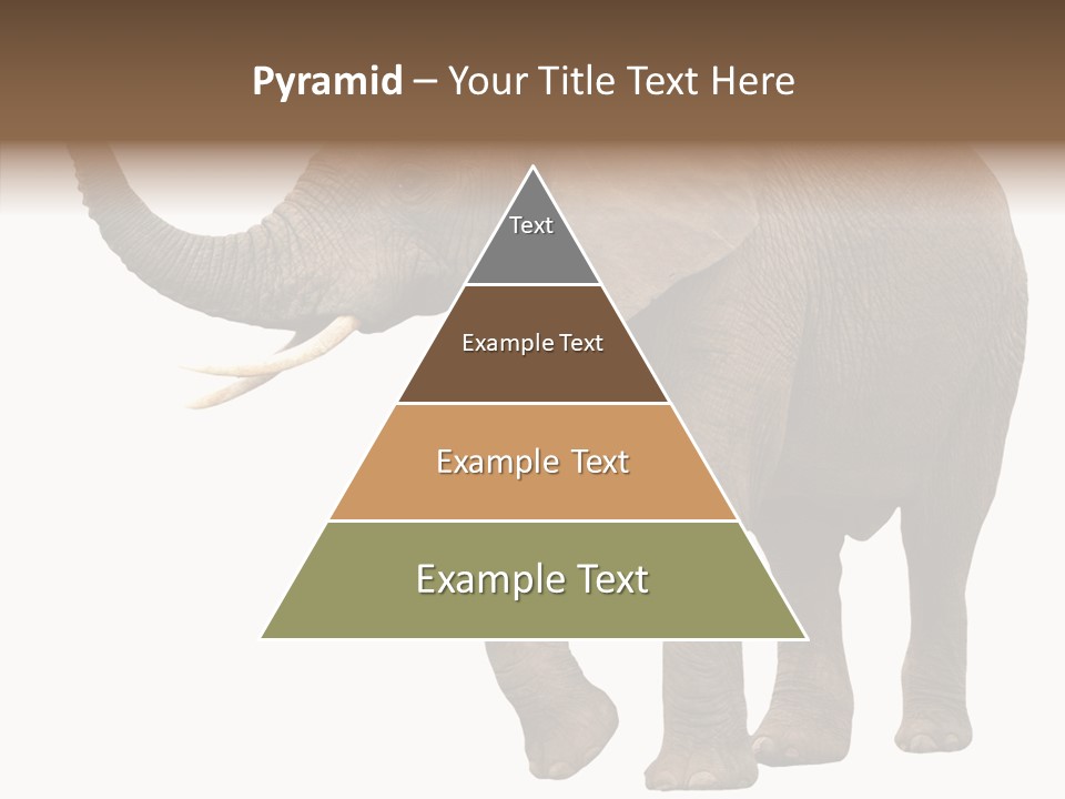 White Elephant Animal PowerPoint Template