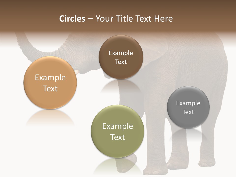 White Elephant Animal PowerPoint Template