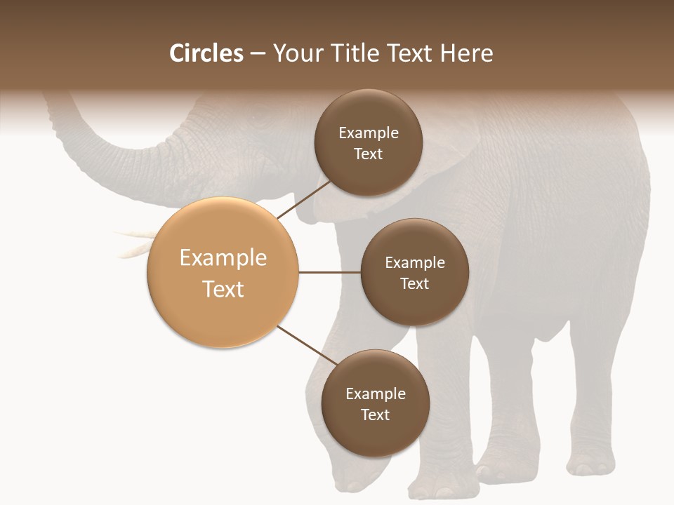 White Elephant Animal PowerPoint Template