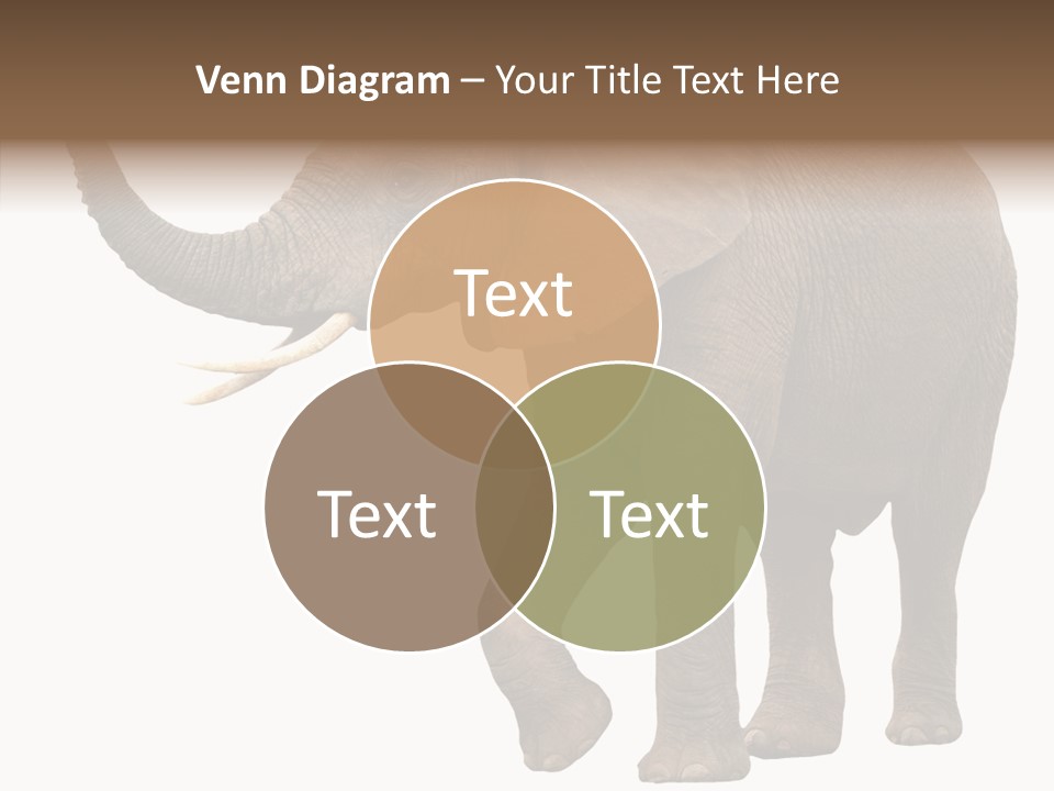 White Elephant Animal PowerPoint Template