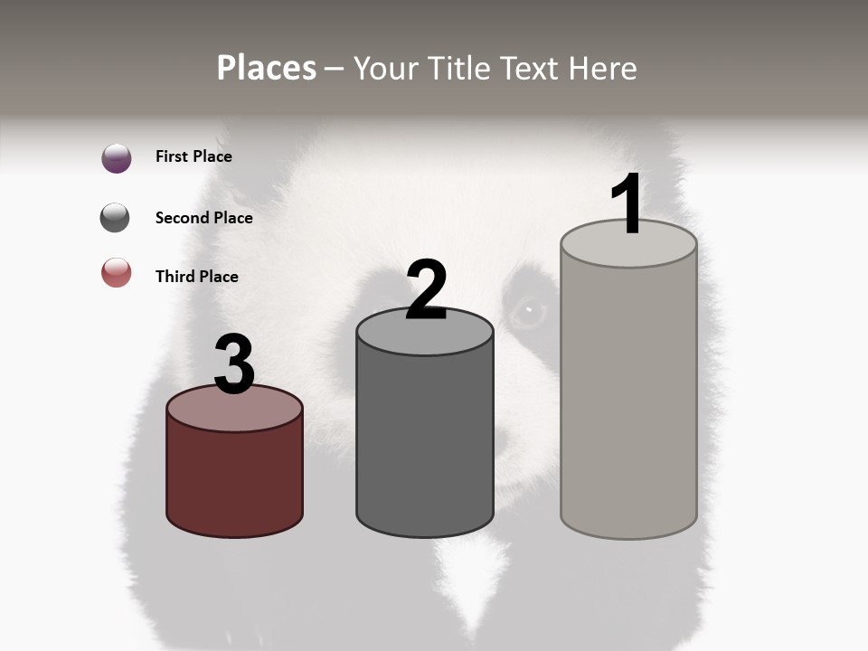 Bear Young Mammal PowerPoint Template