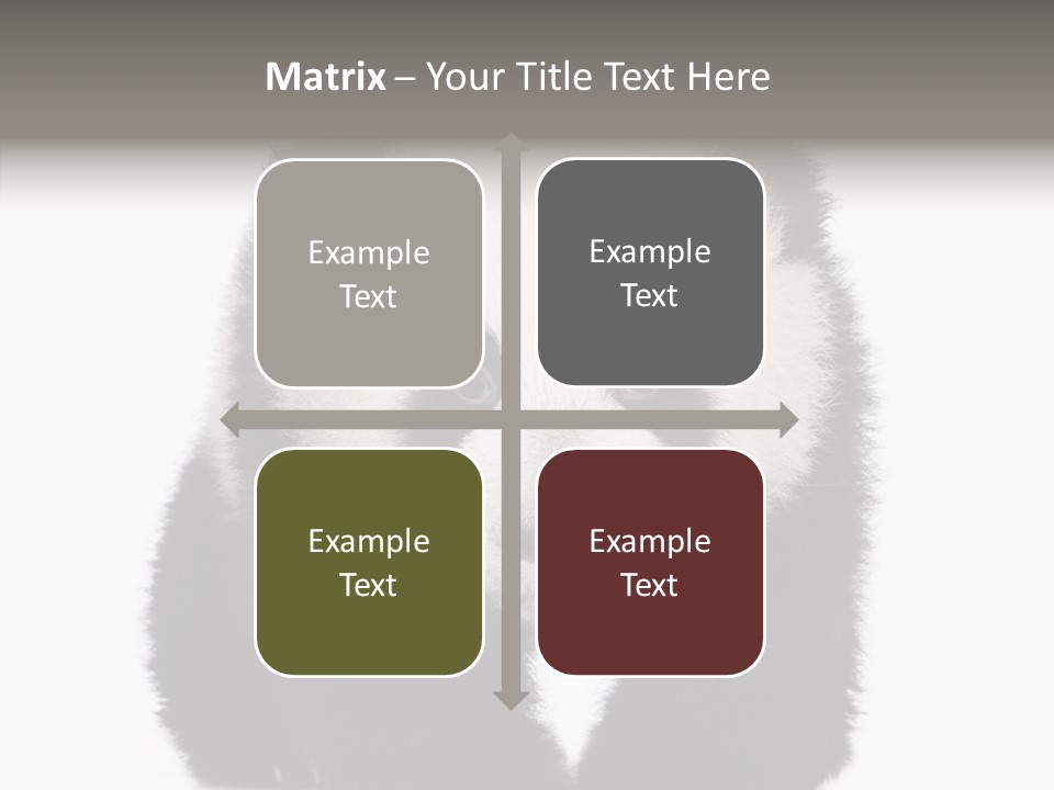 Bear Young Mammal PowerPoint Template