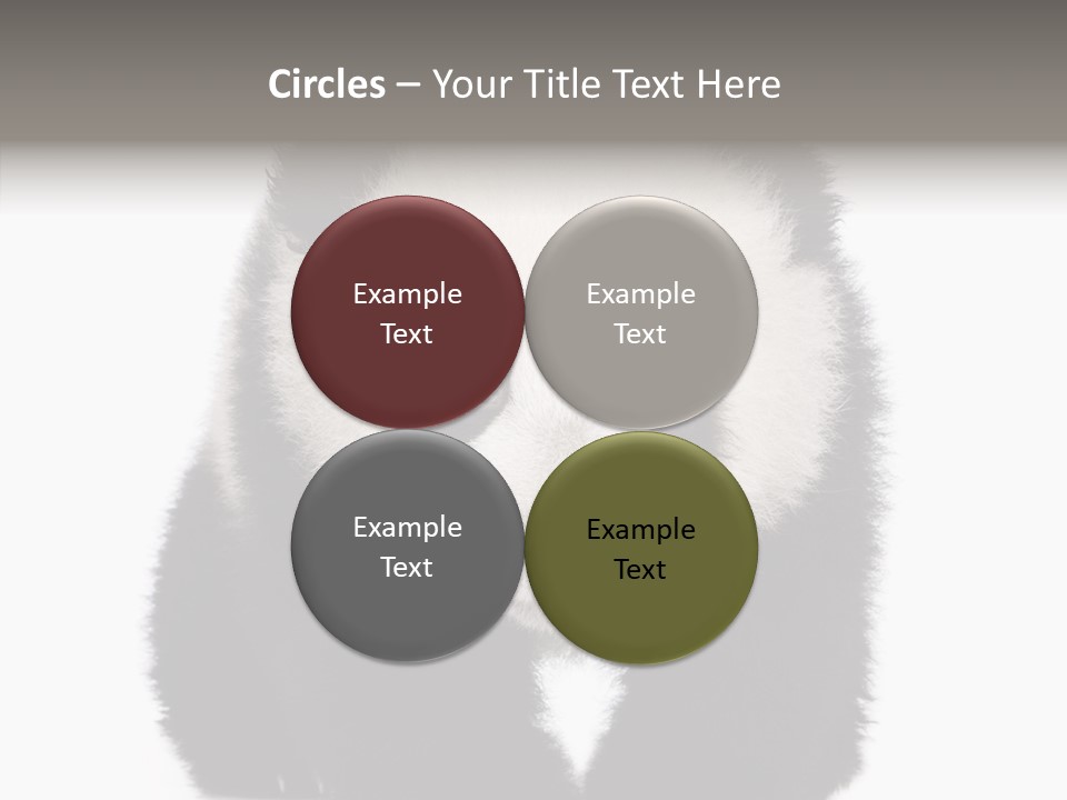 Bear Young Mammal PowerPoint Template