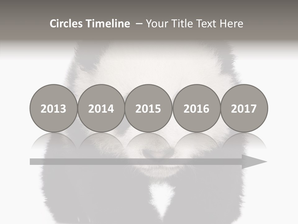 Bear Young Mammal PowerPoint Template