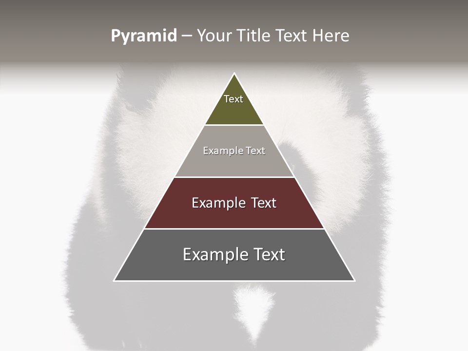Bear Young Mammal PowerPoint Template