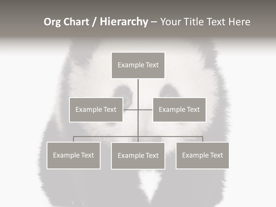 Bear Young Mammal PowerPoint Template