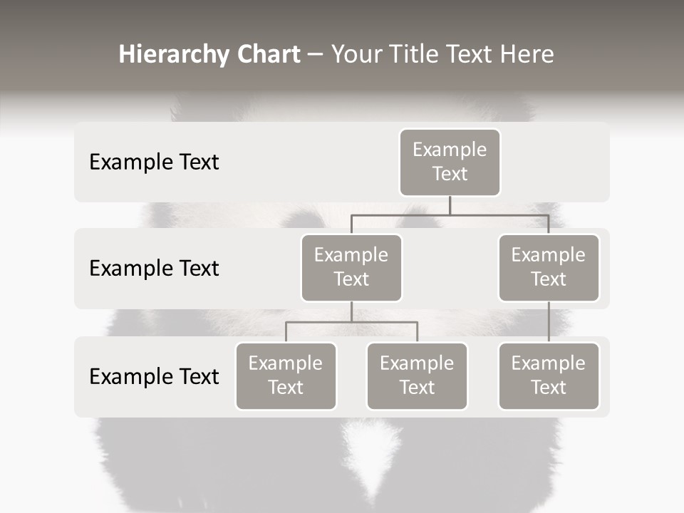 Bear Young Mammal PowerPoint Template