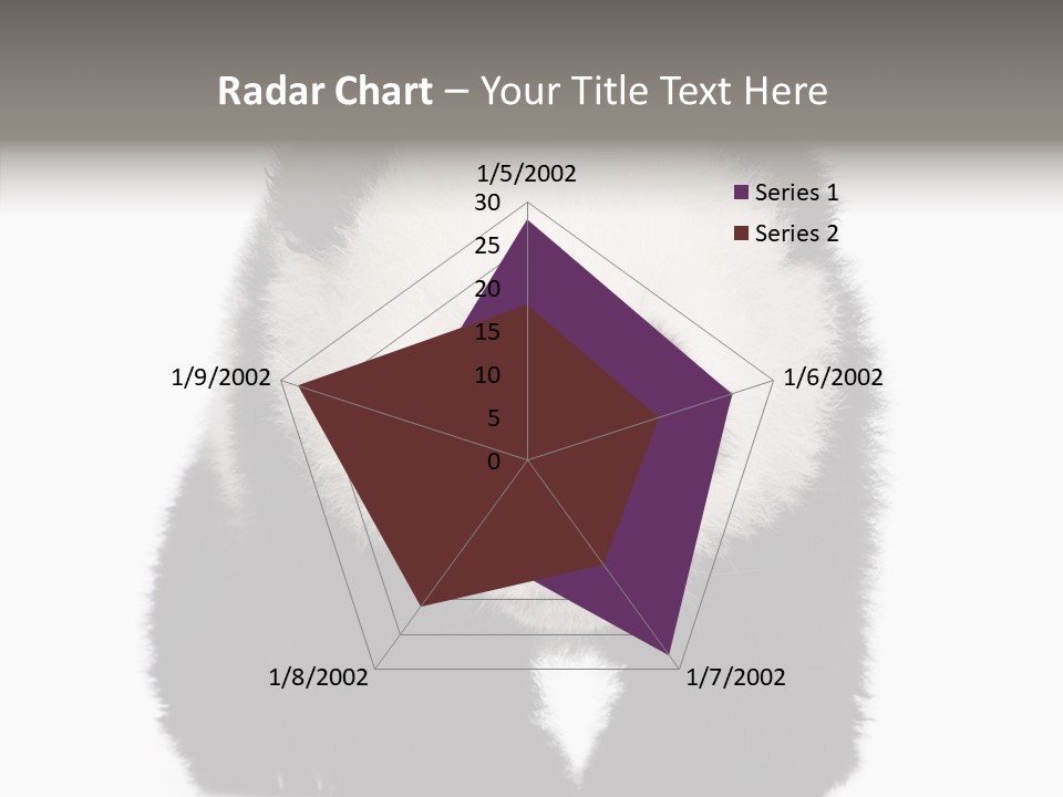 Bear Young Mammal PowerPoint Template