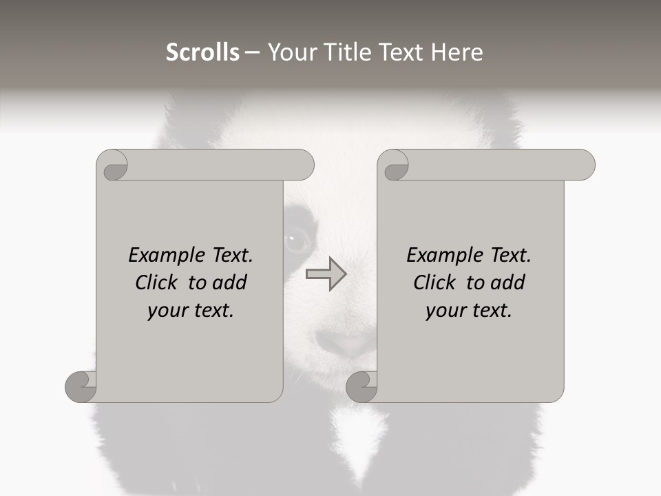 Bear Young Mammal PowerPoint Template