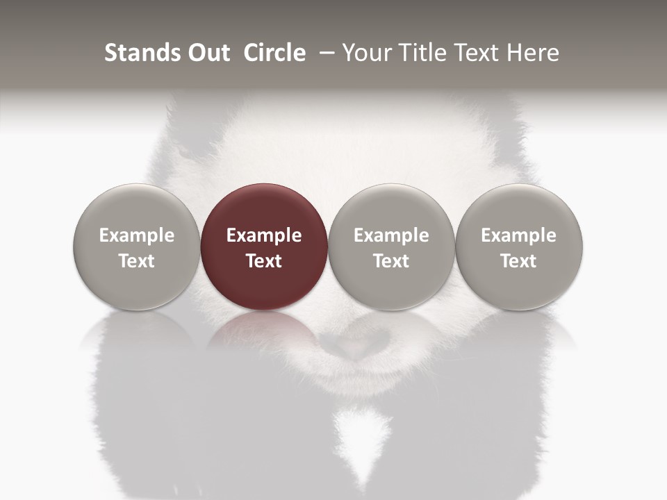 Bear Young Mammal PowerPoint Template