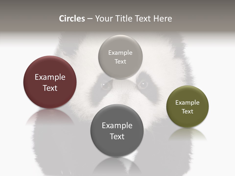 Bear Young Mammal PowerPoint Template
