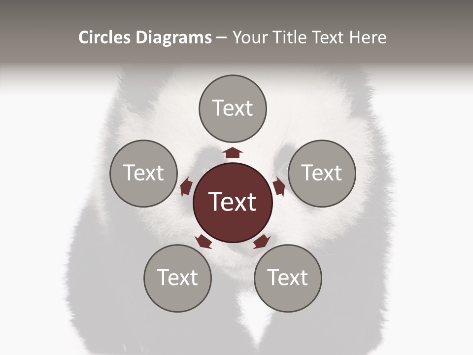 Bear Young Mammal PowerPoint Template