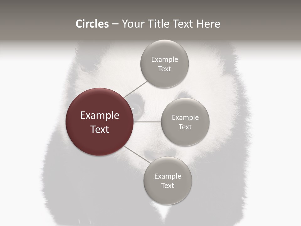 Bear Young Mammal PowerPoint Template