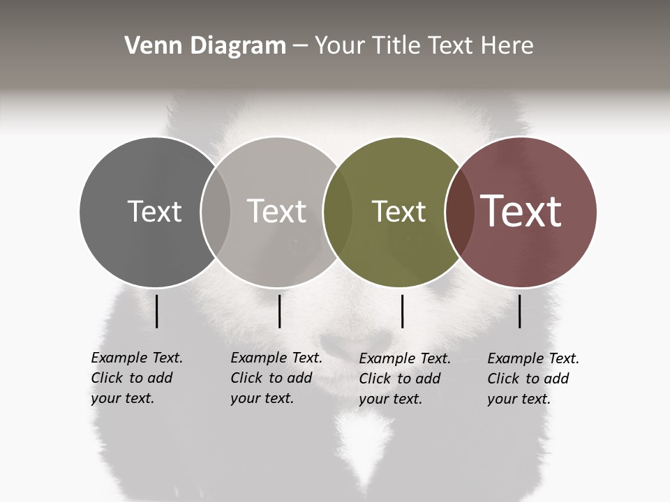 Bear Young Mammal PowerPoint Template