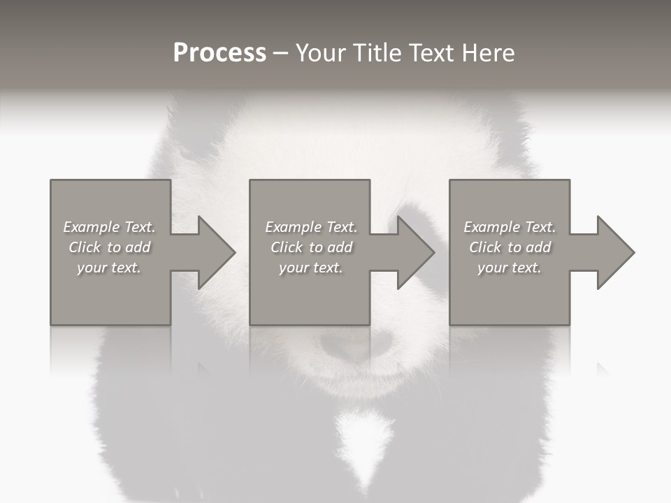 Bear Young Mammal PowerPoint Template