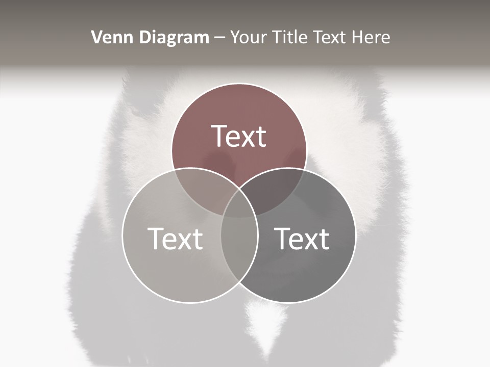 Bear Young Mammal PowerPoint Template