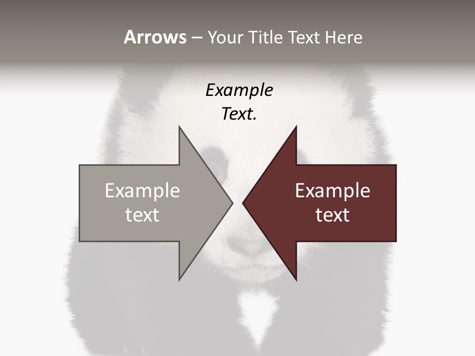 Bear Young Mammal PowerPoint Template