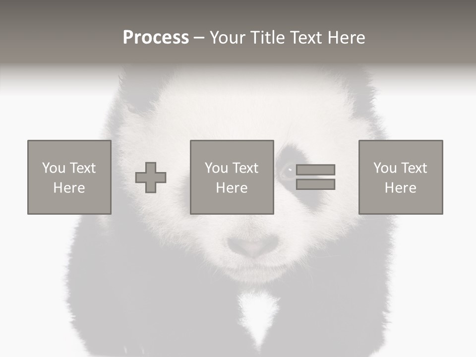 Bear Young Mammal PowerPoint Template