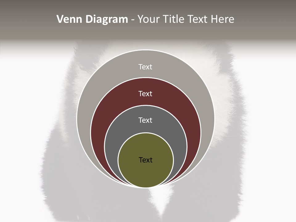 Bear Young Mammal PowerPoint Template