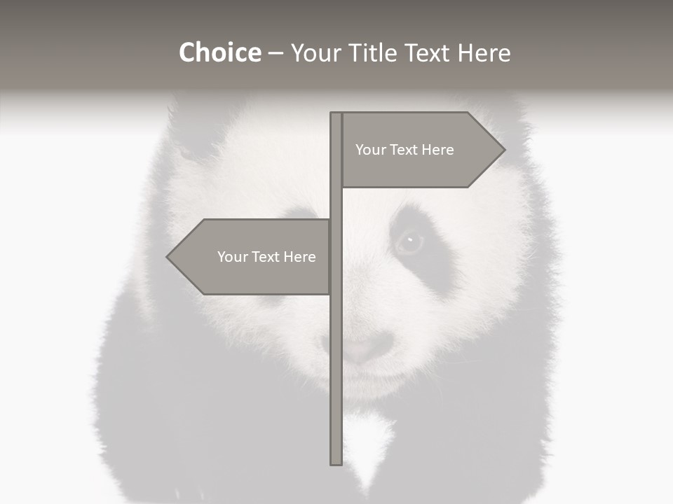 Bear Young Mammal PowerPoint Template