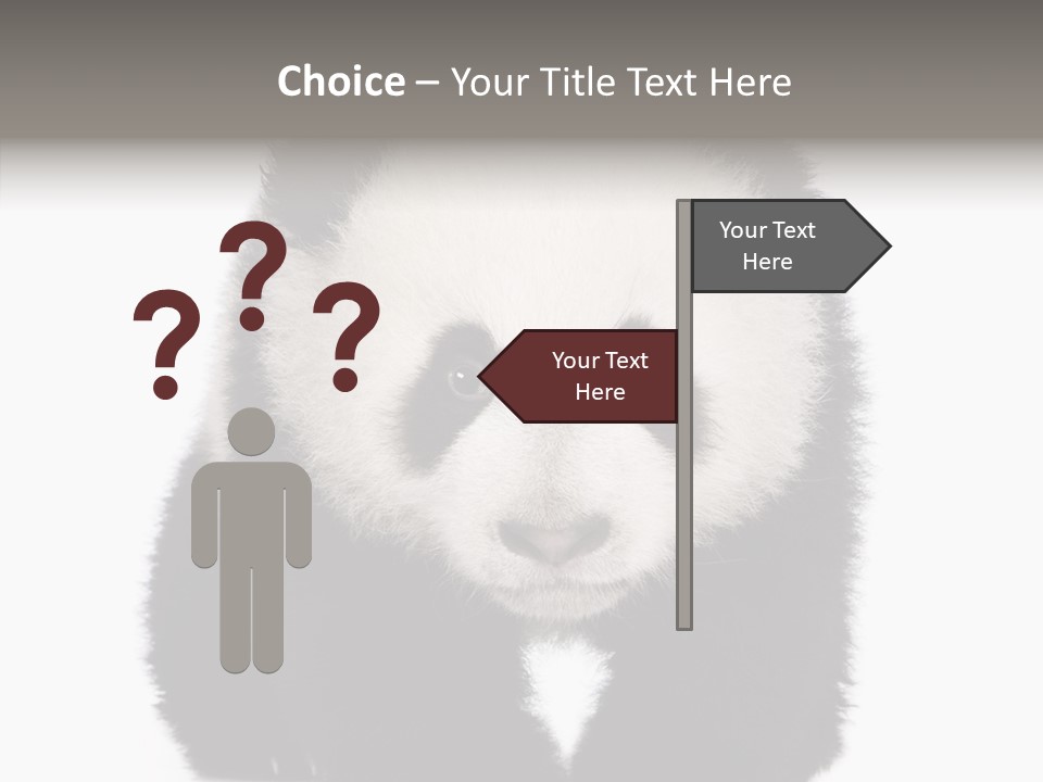 Bear Young Mammal PowerPoint Template