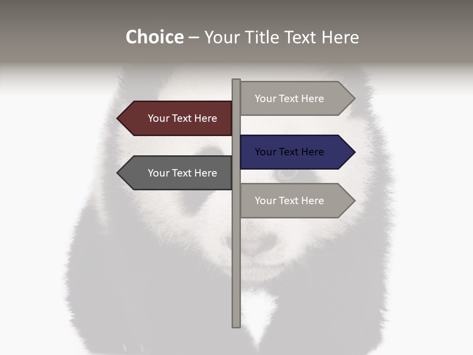 Bear Young Mammal PowerPoint Template