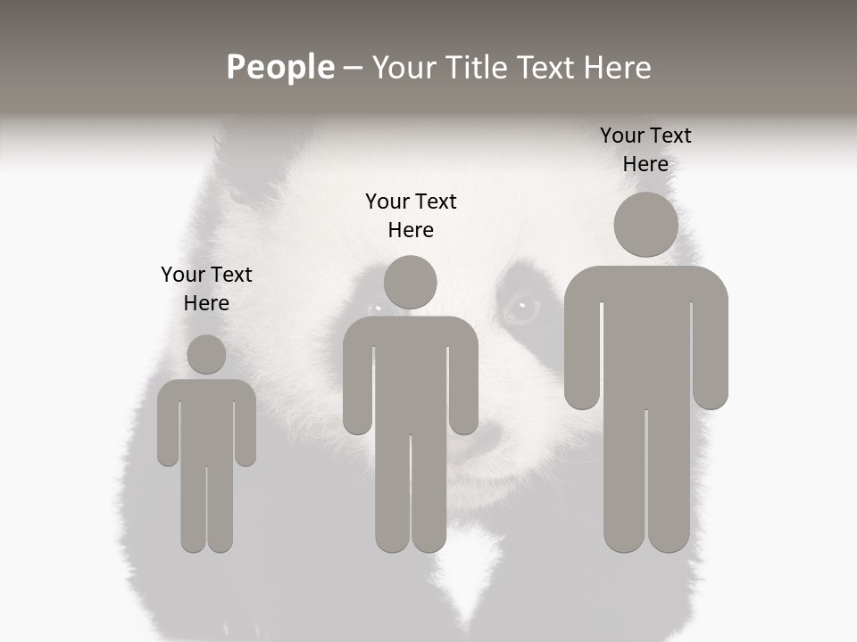 Bear Young Mammal PowerPoint Template