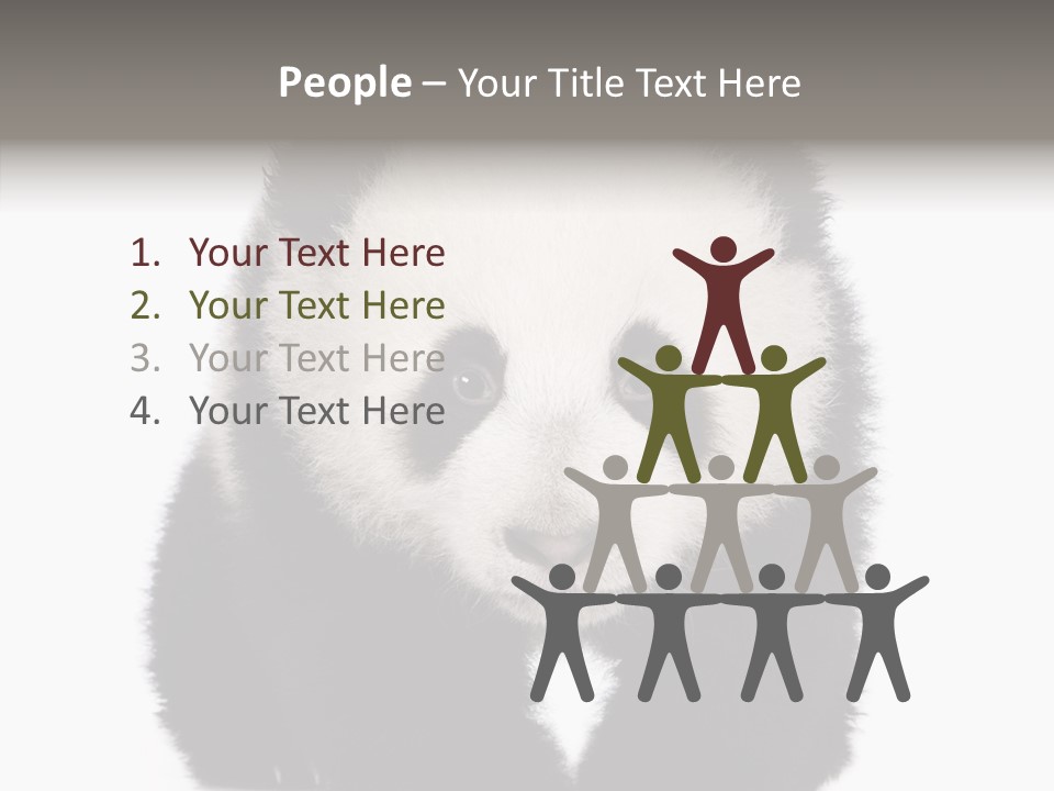 Bear Young Mammal PowerPoint Template