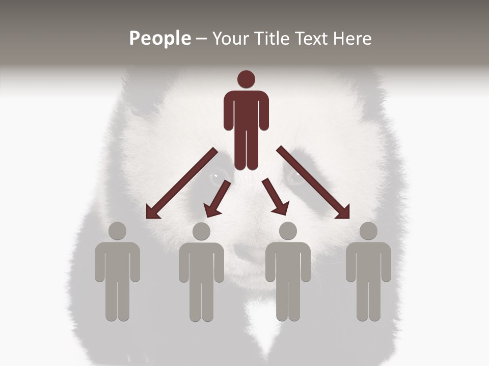 Bear Young Mammal PowerPoint Template