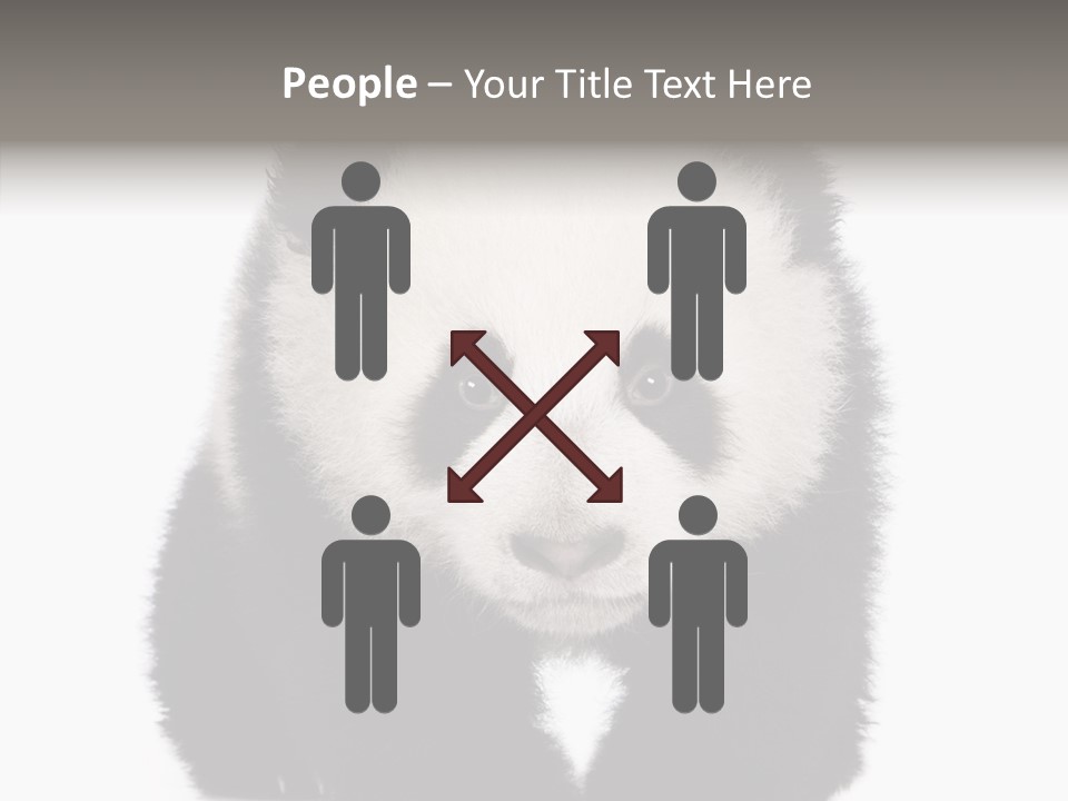 Bear Young Mammal PowerPoint Template