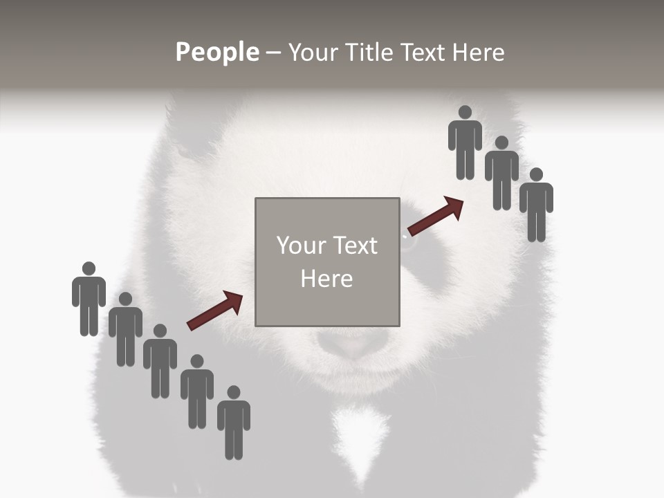 Bear Young Mammal PowerPoint Template