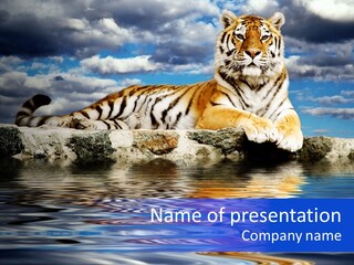 Black Cats Tiger PowerPoint Template