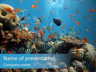 Scuba Diversity Nature PowerPoint Template