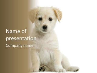 Small Animal Studio PowerPoint Template