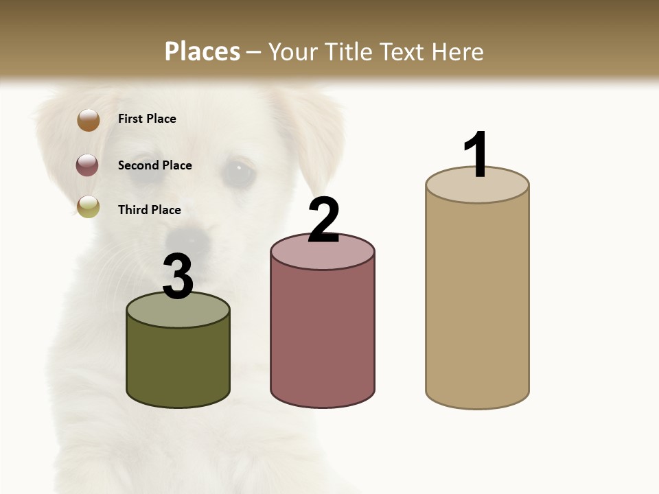 Small Animal Studio PowerPoint Template