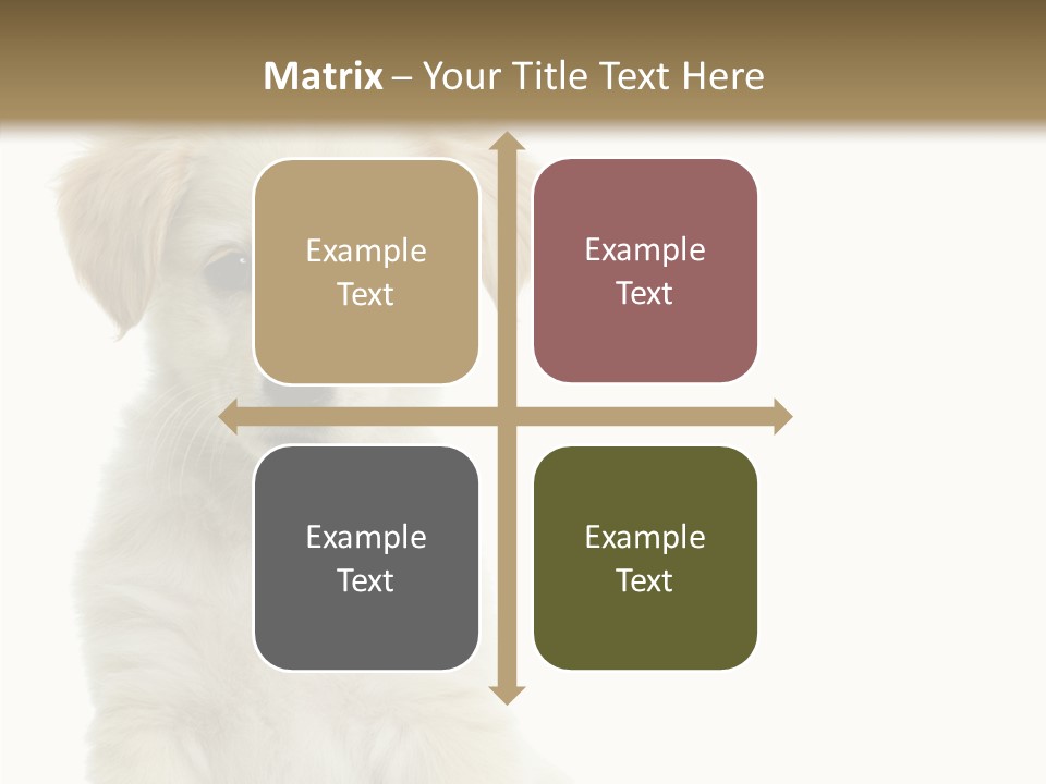 Small Animal Studio PowerPoint Template