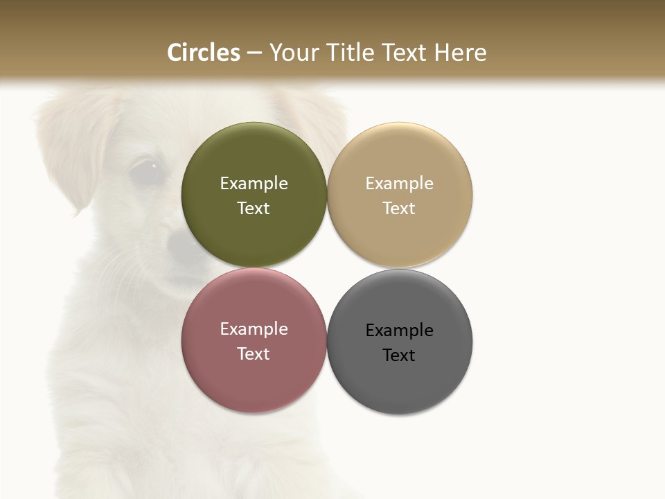 Small Animal Studio PowerPoint Template