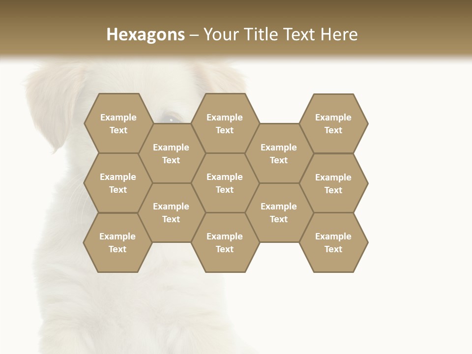 Small Animal Studio PowerPoint Template