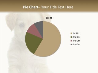 Small Animal Studio PowerPoint Template