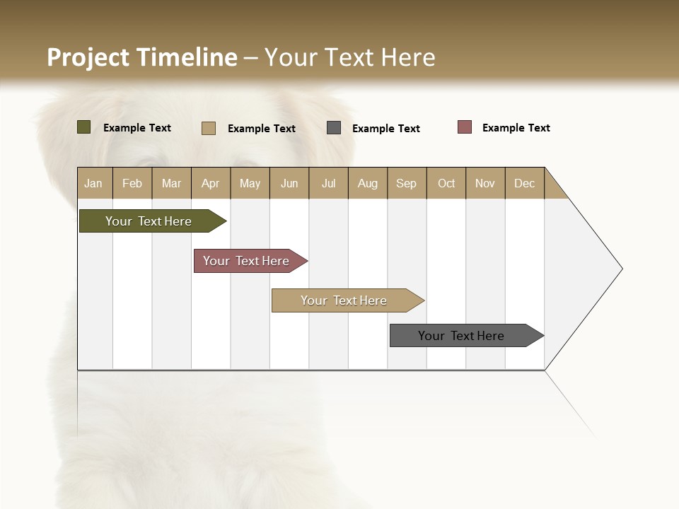 Small Animal Studio PowerPoint Template